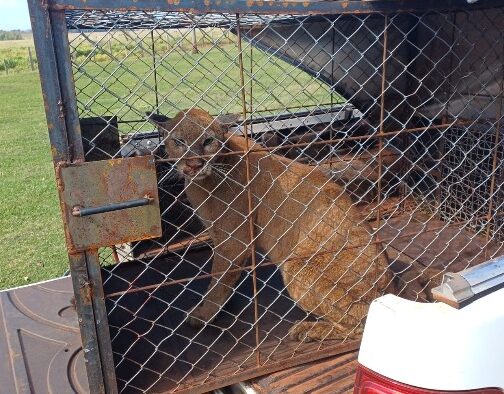 Em Perobal: onça é capturada após ataque a 8 carneiros de uma vez. Suspeita é de mais felinos