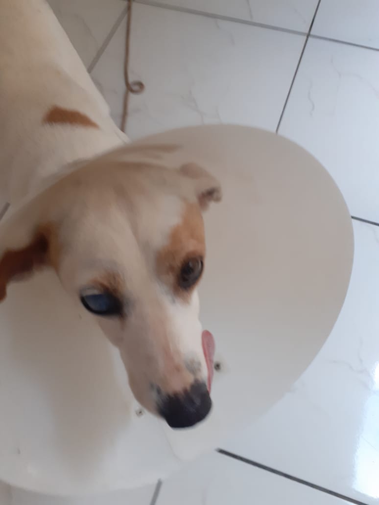 Voluntária promove rifa para custear cirurgia de câncer da cachorra She-ra