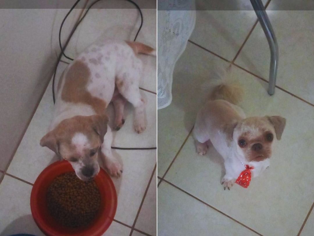 Jornal Ilustrado - Tutora procura por dois cachorros desaparecidos na Vila Rural de Lovat, em Umuarama