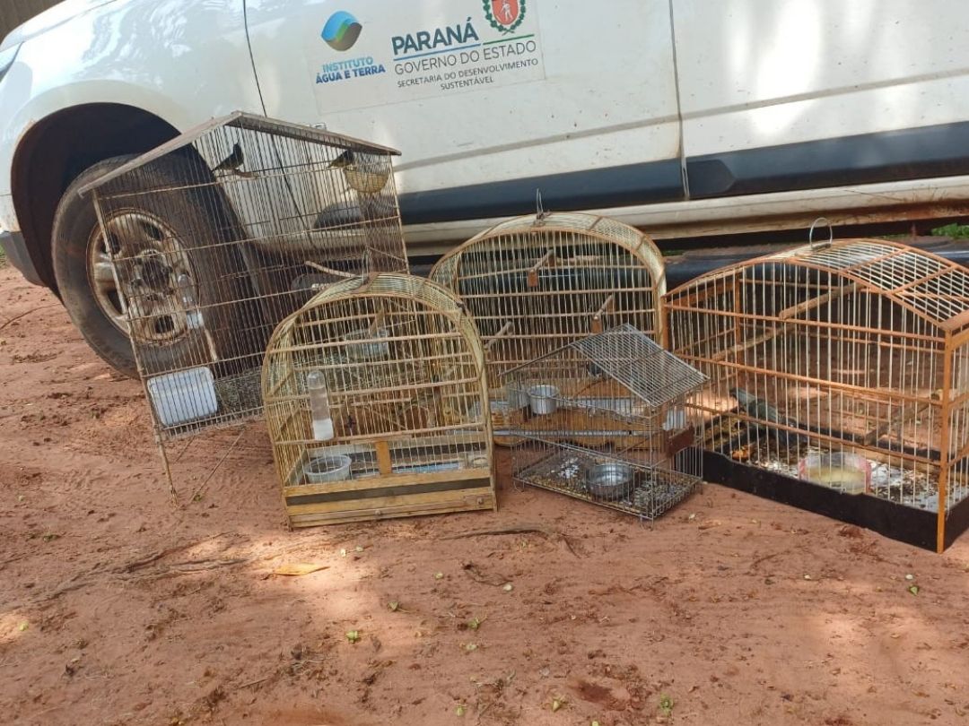 Jornal Ilustrado - IAT resgata seis aves silvestres de criadouro irregular em Umuarama