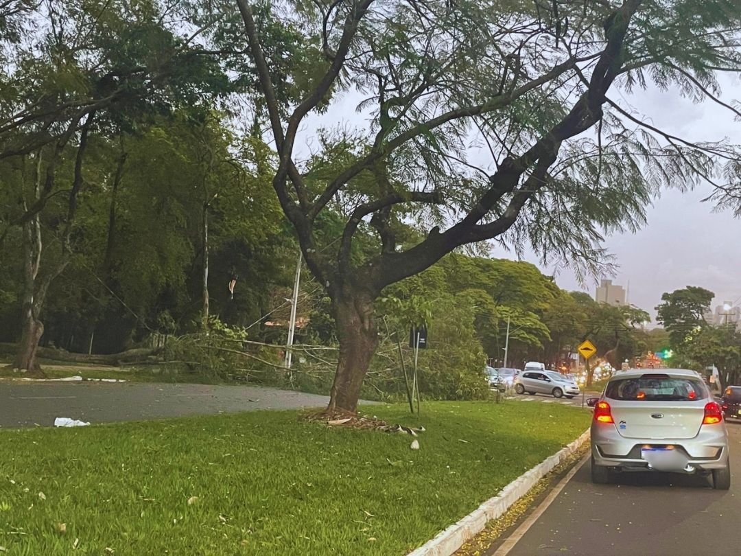 Ventos derrubam árvores em Umuarama e Defesa Civil emite alerta de temporal
