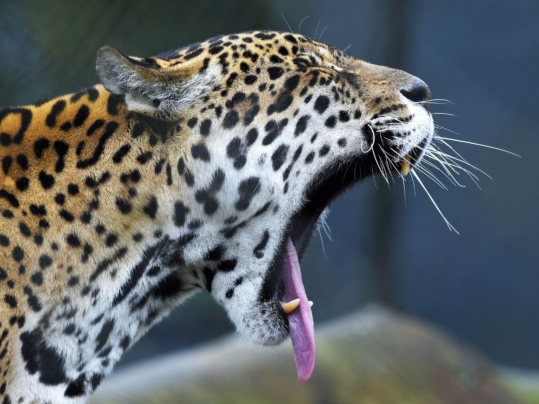 Jornal Ilustrado - IAT promove capacitação de agentes para atendimento a ocorrências com grandes felinos