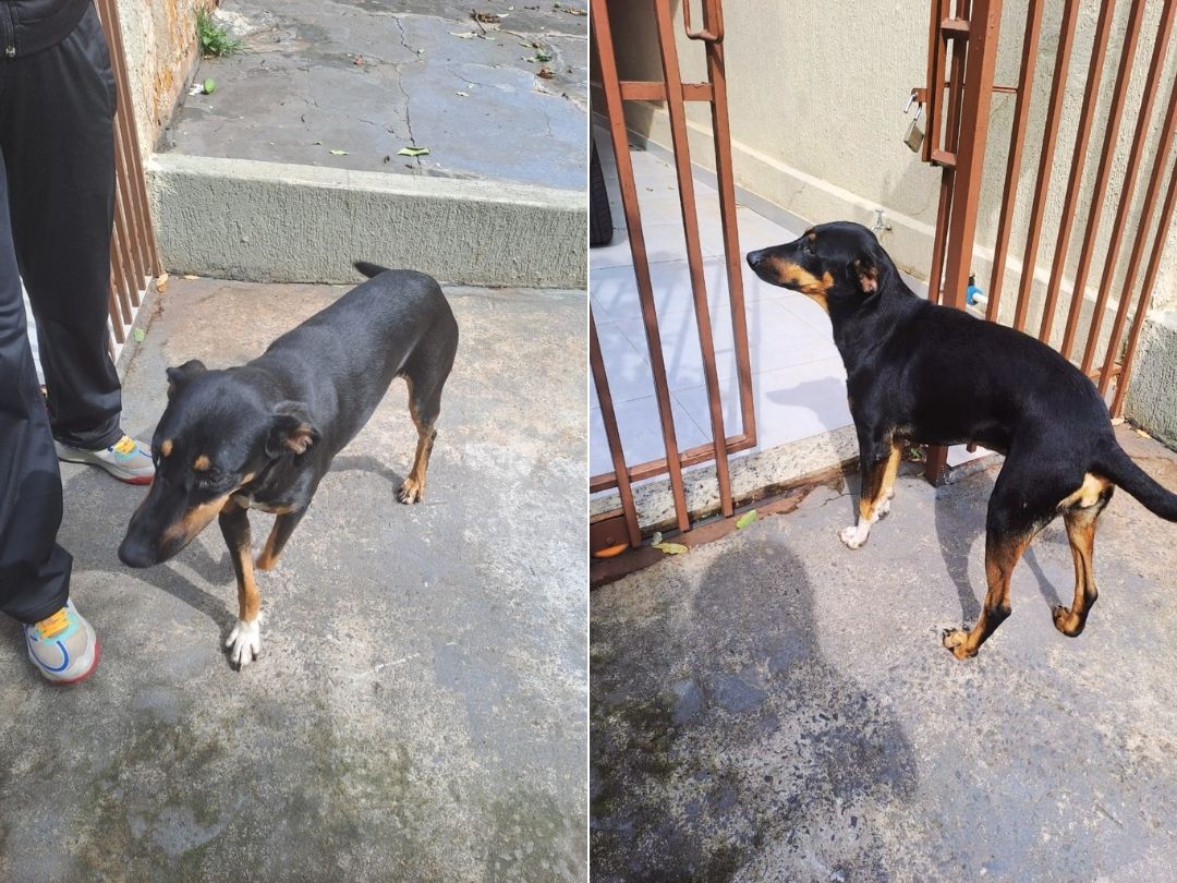 Moradora busca família de cachorrinha encontrada em Umuarama
