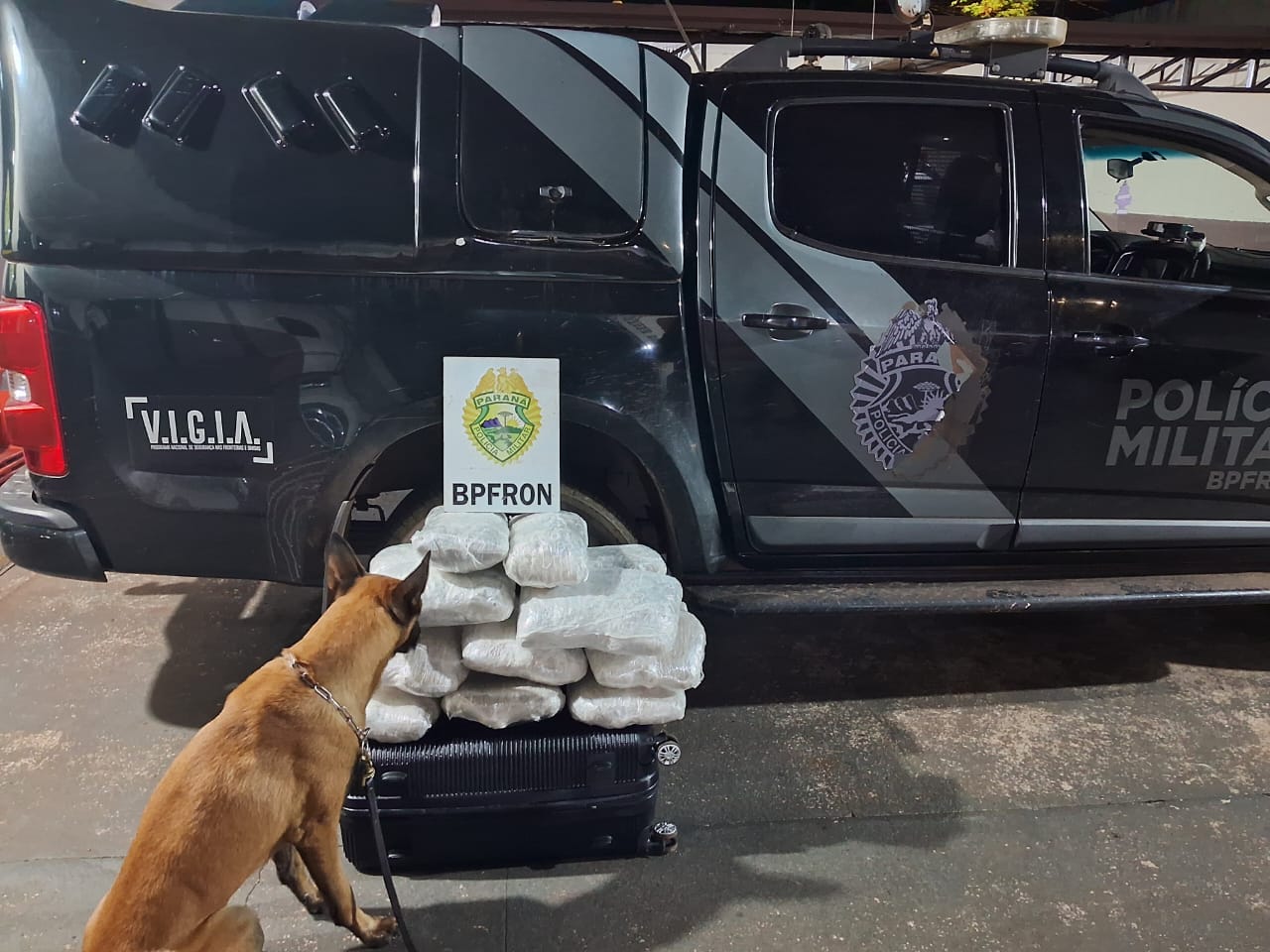 Cão farejador localiza mais de R$ 67 mil em droga com passageiro de ônibus 