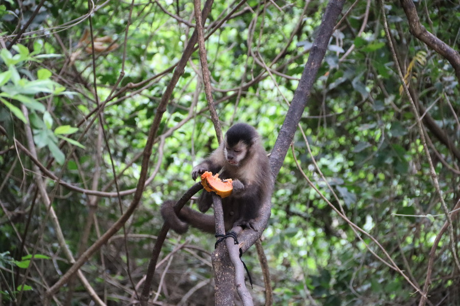 Macacos que vivem há três décadas em mata urbana passam por monitoramento ambiental