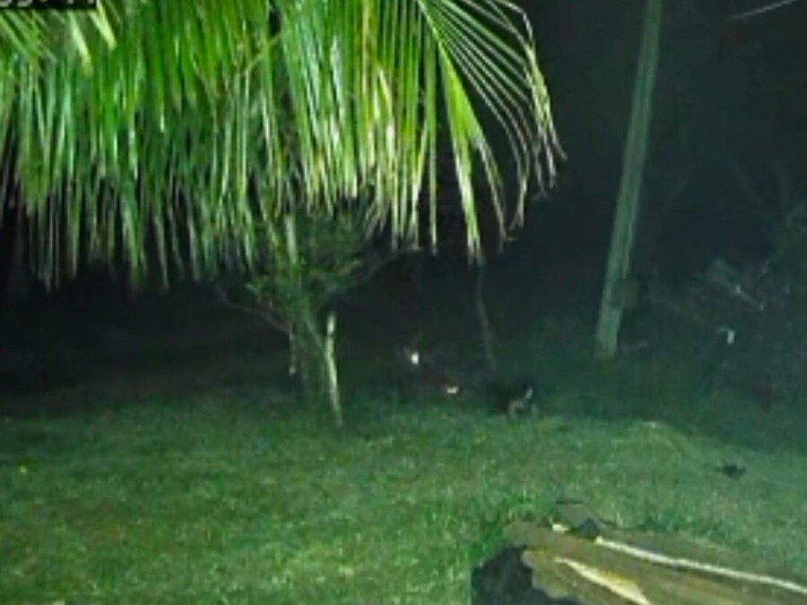 Cachorro enfrenta duas onças em chácara de Umuarama
