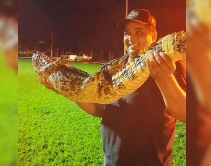 Jacaré é encontrado na área urbana de Altônia