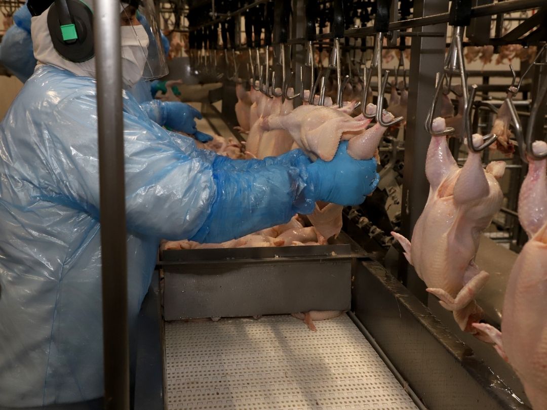 Com liberação da China, Paraná reforça liderança nas exportações de carne de frango
