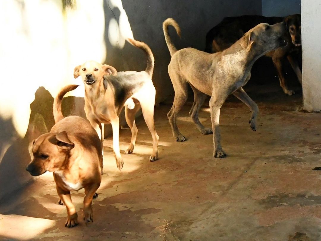 Meio Ambiente cadastrará animais para castração a partir de segunda