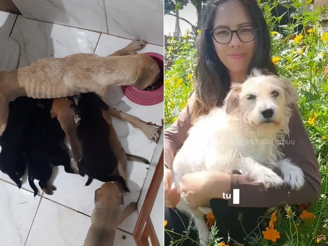 Incansável: protetora luta para salvar animais e pede ajuda para continuar o trabalho  