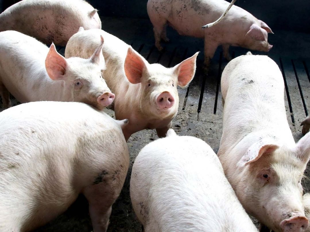 Jornal Ilustrado - Exportação de carne suína do Paraná cresce 7,9% em 2025 e atinge maior volume da história