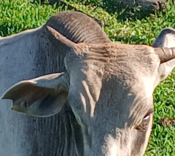 Ladrões furtam 52 cabeças de gado de fazenda em Douradina