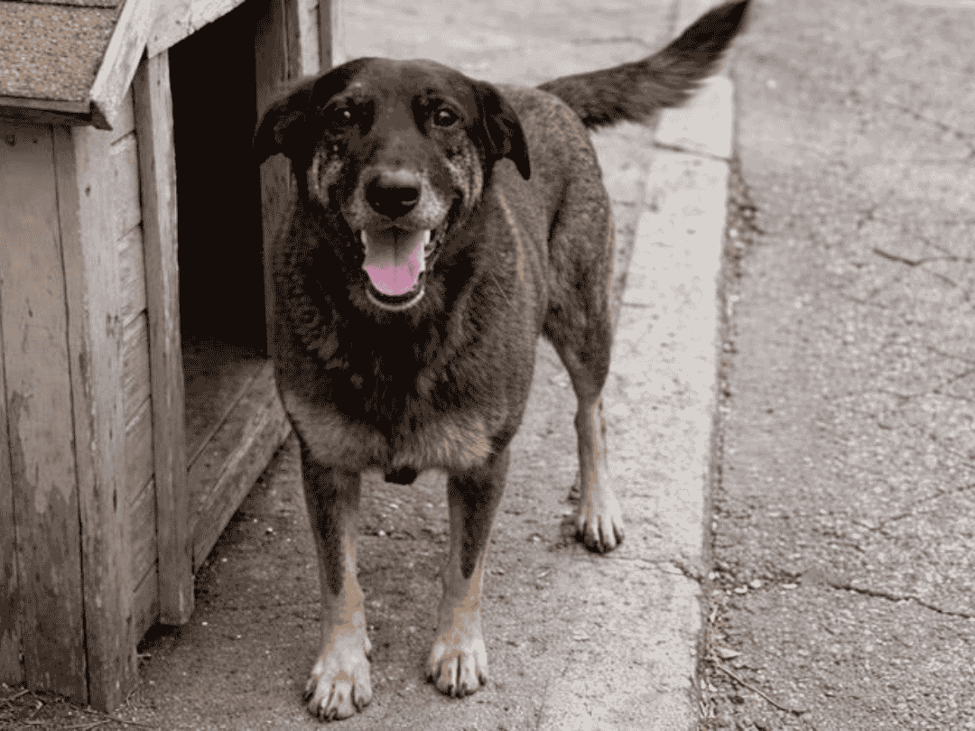Decreto ‘Cão Orelha’, que eleva multas para maus-tratos contra animais