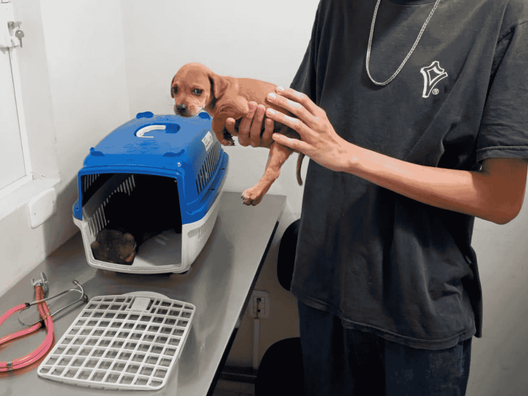 Apesar de crime, abandono de animais tem virado rotina em bairros de Umuarama