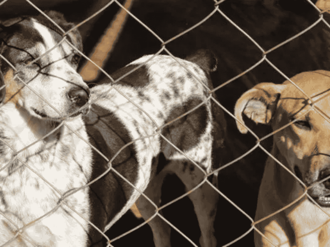 Vereador que fez falsas campanhas para resgate de animais terá que pagar R$ 100 mil após condenação