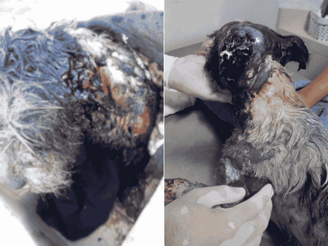 Jornal Ilustrado - Cachorro é brutalmente queimado com óleo combustível em Iporã