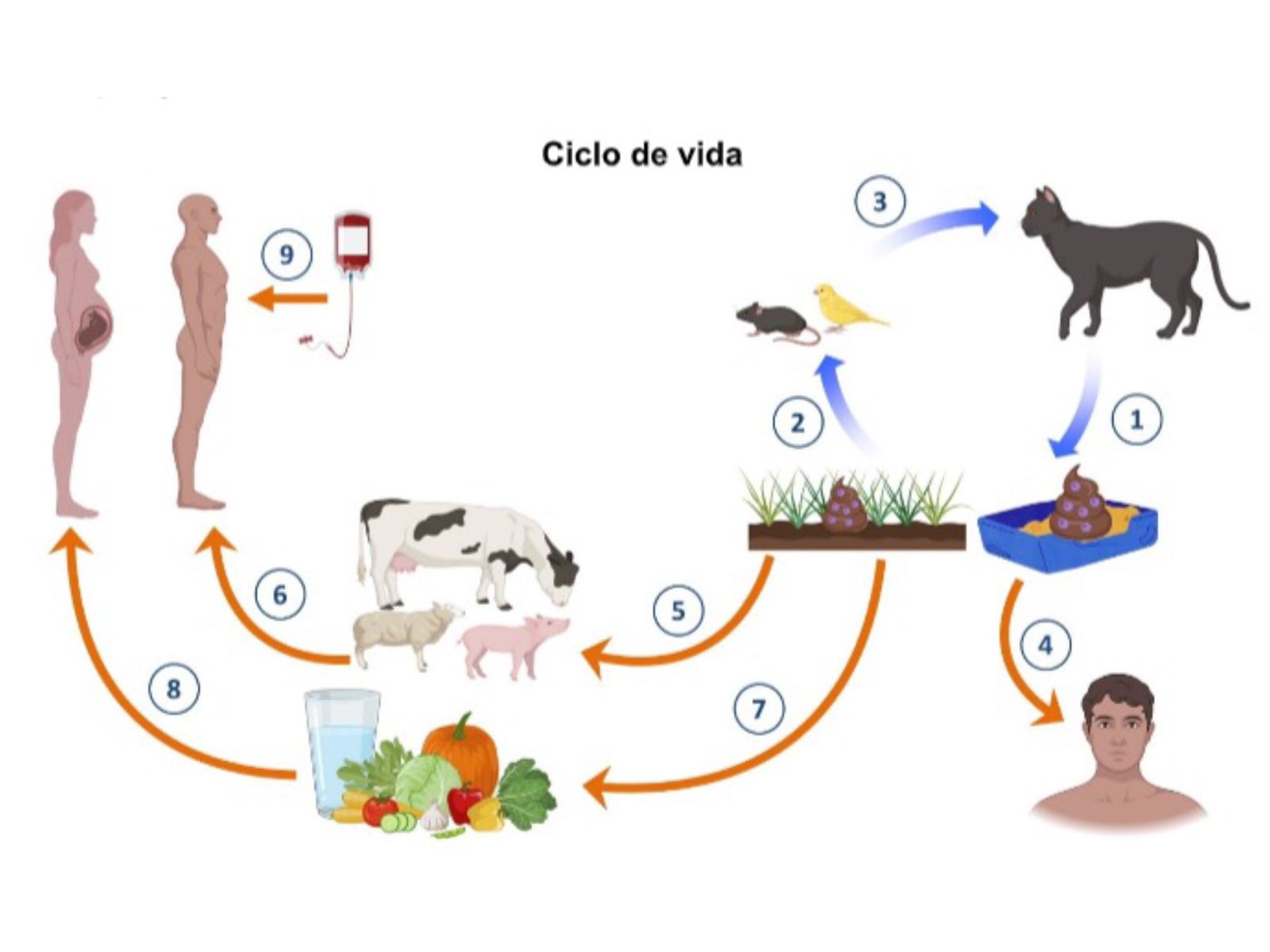 Jornal Ilustrado - Toxoplasmose: o gato realmente é o vilão?