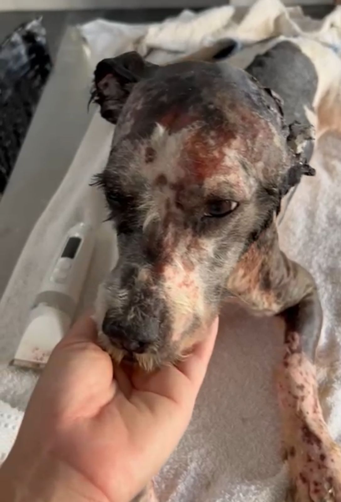Jornal Ilustrado - Cachorro é brutalmente queimado com óleo combustível em Iporã