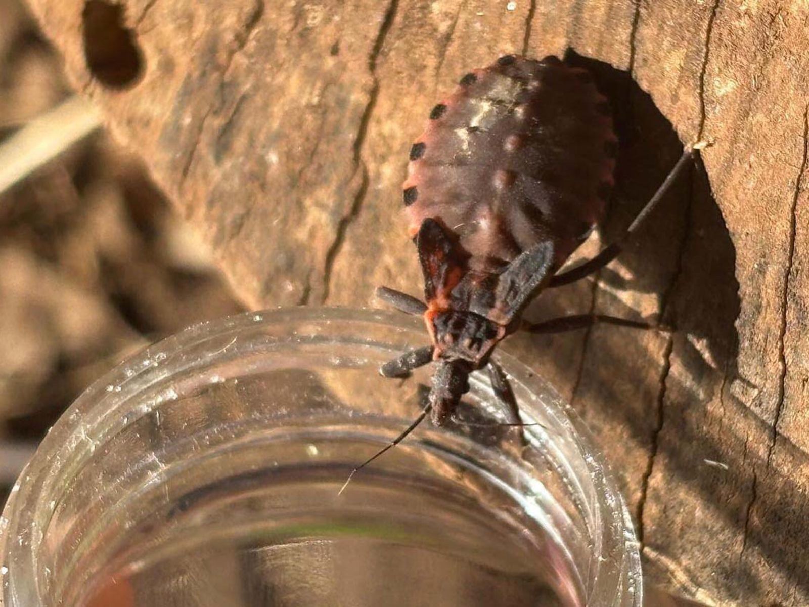 Jornal Ilustrado - Saúde alerta sobre prevenção contra o bicho-barbeiro para evitar a doença de Chagas