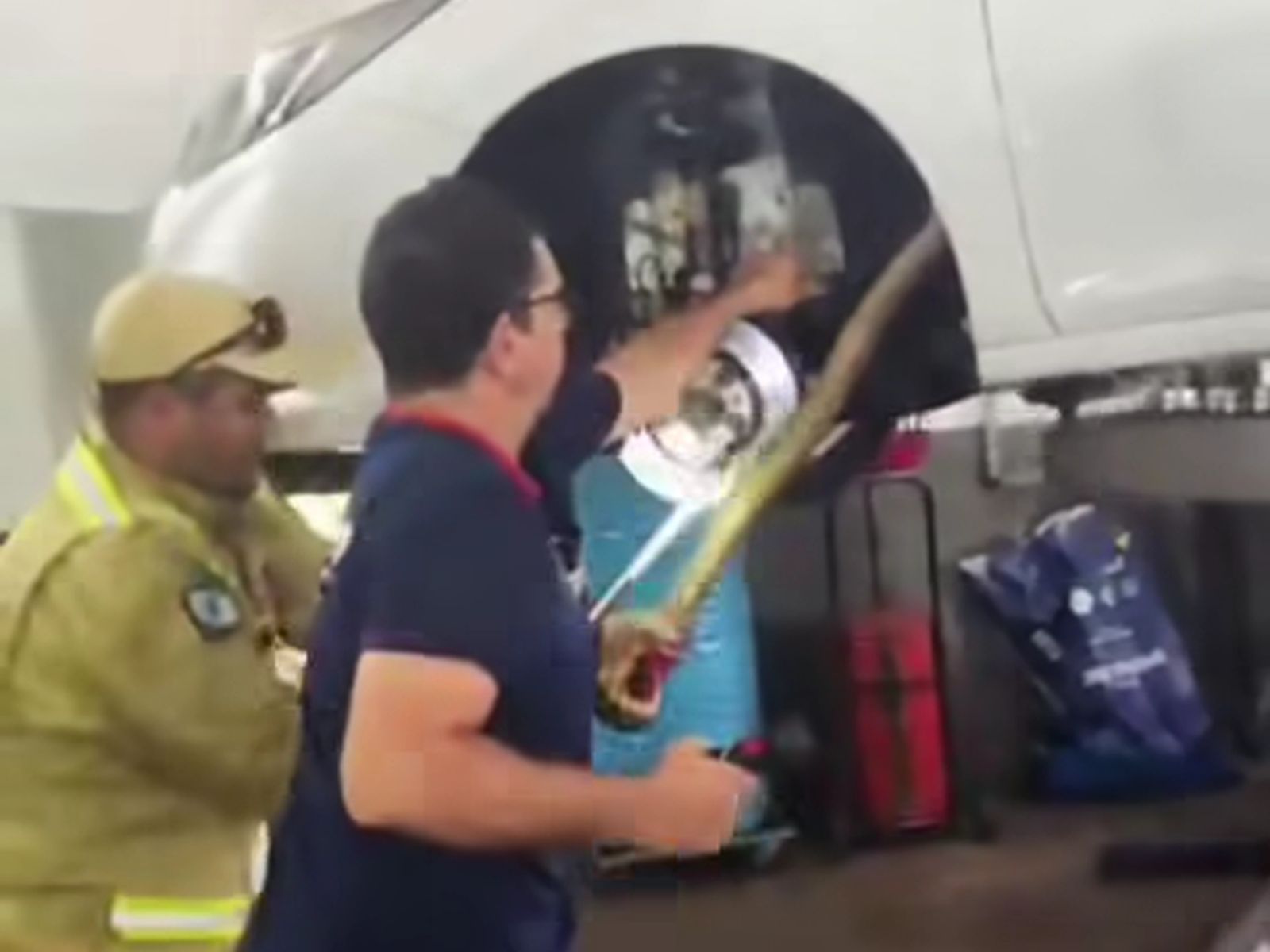 Jornal Ilustrado - Bombeiros capturam sucuri encontrada no motor de carro em Francisco Alves