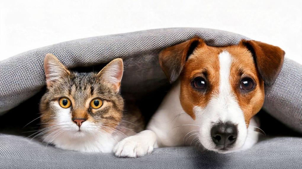 Umuarama: estão abertas inscrições para castração de graça de cães e gatos. Veja como fazer