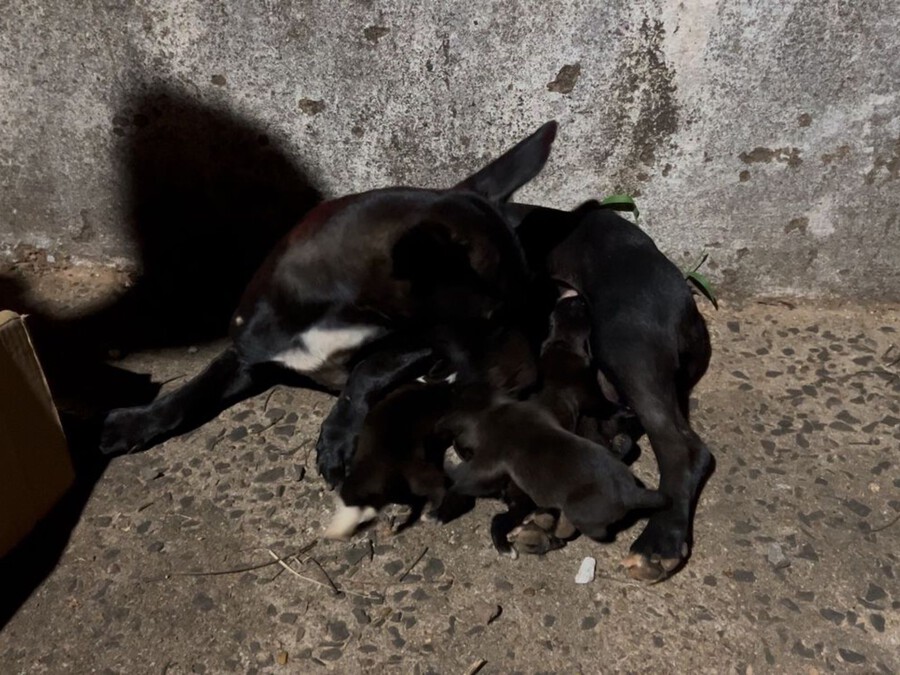 Mulher é levada à delegacia após filhotes de cachorro serem encontrados em bueiro 