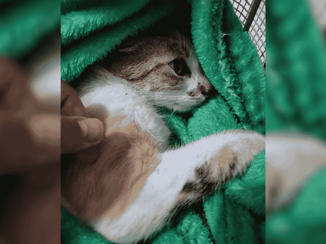 Jornal Ilustrado - Mulher é presa em flagrante após arremessar gata do 12º andar; VÍDEO