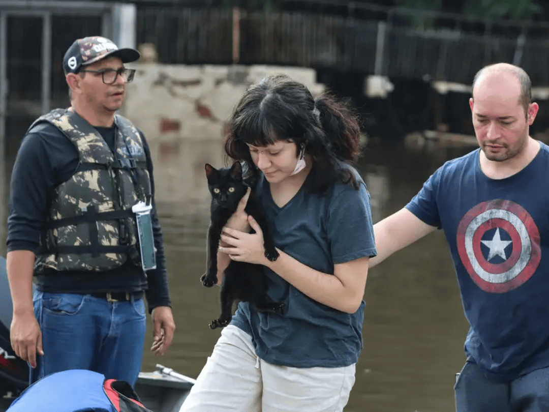 Senado aprova política de proteção a animais resgatados em desastres