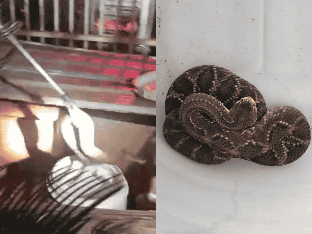 Moradores relatam aumento de aparições de cobras na região do Sonho Meu; COM VÍDEOS