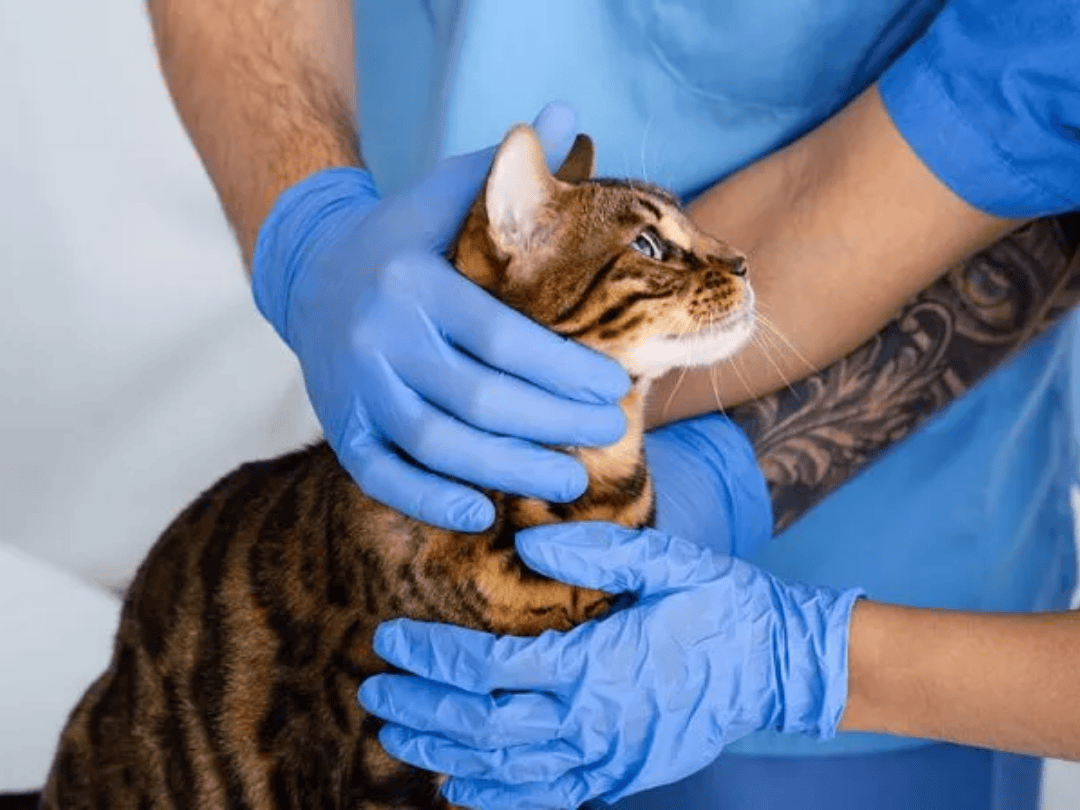 Campanha oferece vacinação gratuita para gatos neste sábado em Umuarama
