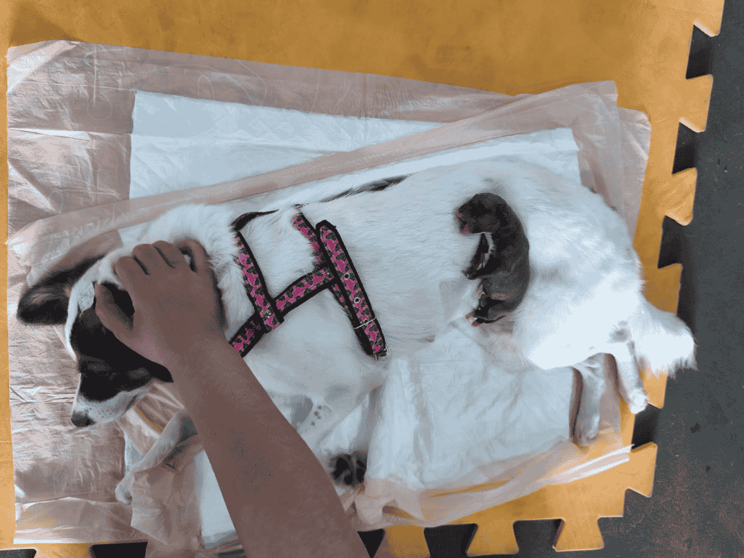 Cachorrinha da à luz durante mutirão de castração em Umuarama