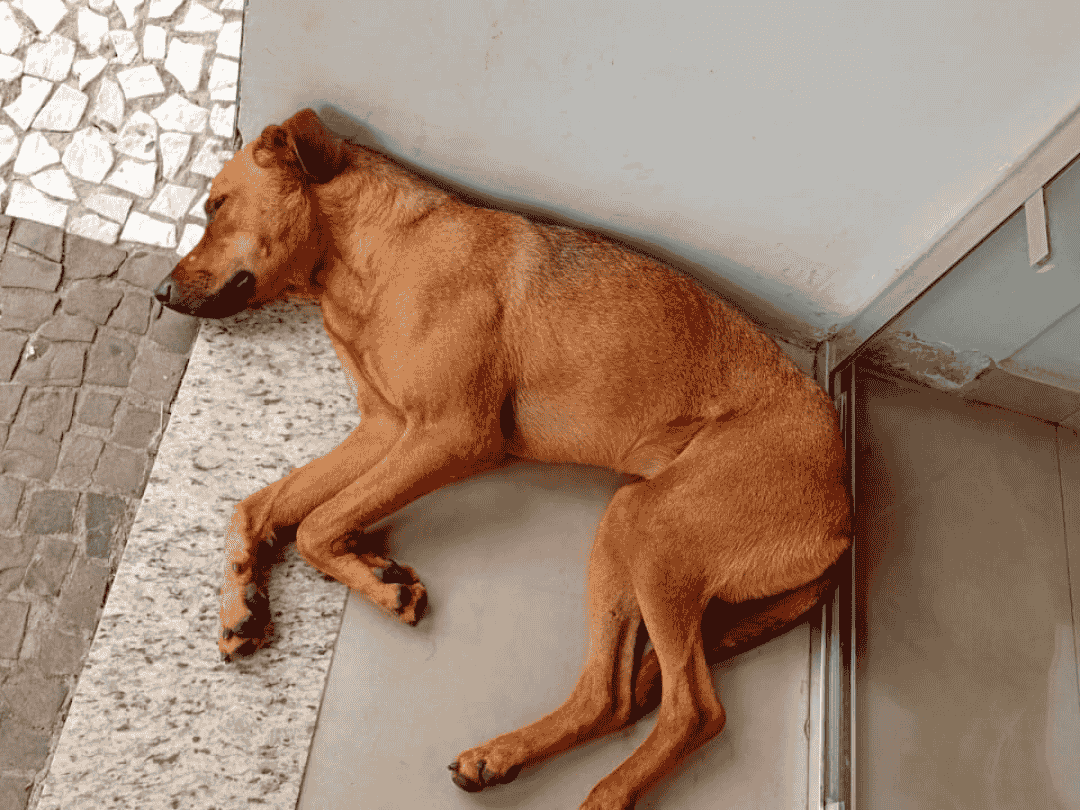 Protetora pede ajuda para custear tratamento de cachorrinha resgatada em avenida de Umuarama 