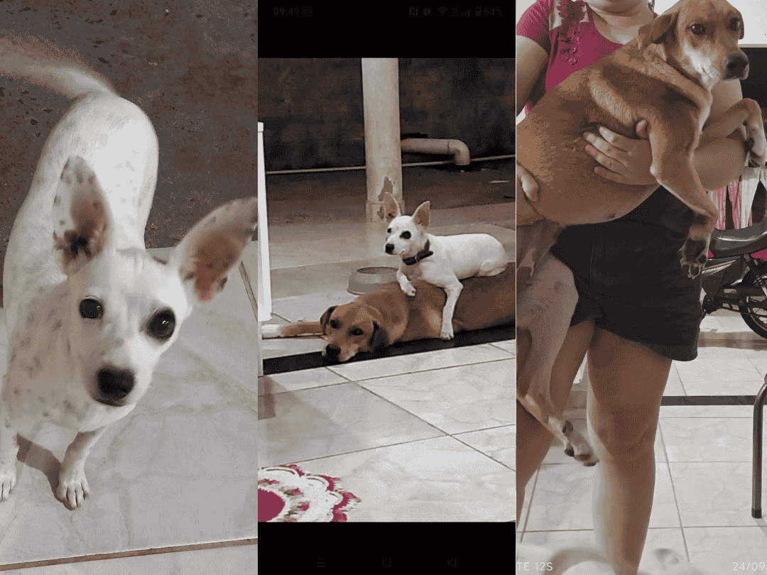 Duas cachorras desaparecem no Parque Dom Bosco, em Umuarama