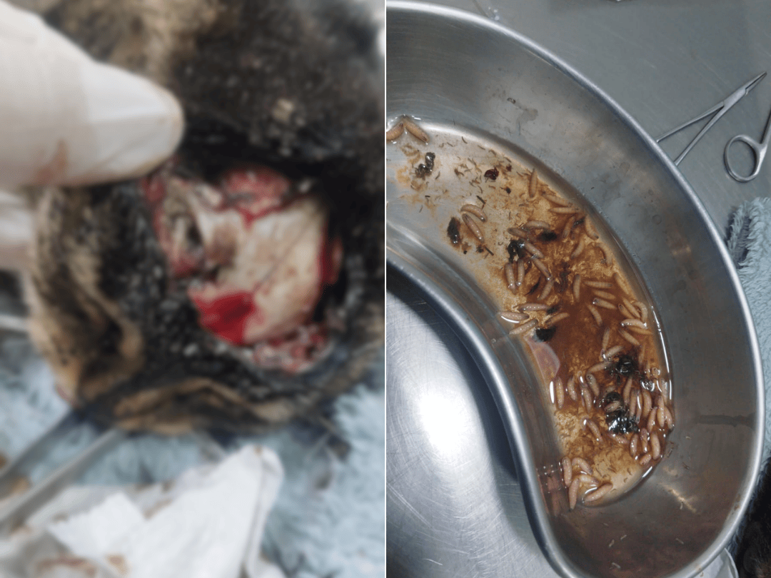 Caso de possível maus-tratos gera revolta e divide moradores em Umuarama