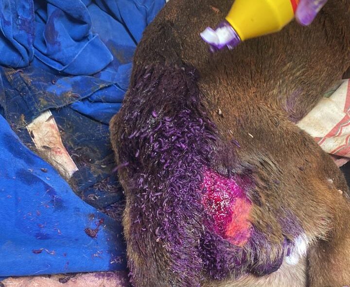 Cachorra em situação de maus-tratos graves é resgatada em Altônia. Tutora foi detida
