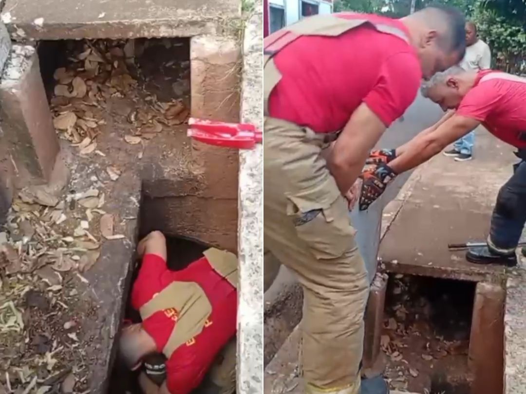 Bombeiros resgatam gatinhos em bueiro após morte da mãe e despertam solidariedade em Umuarama