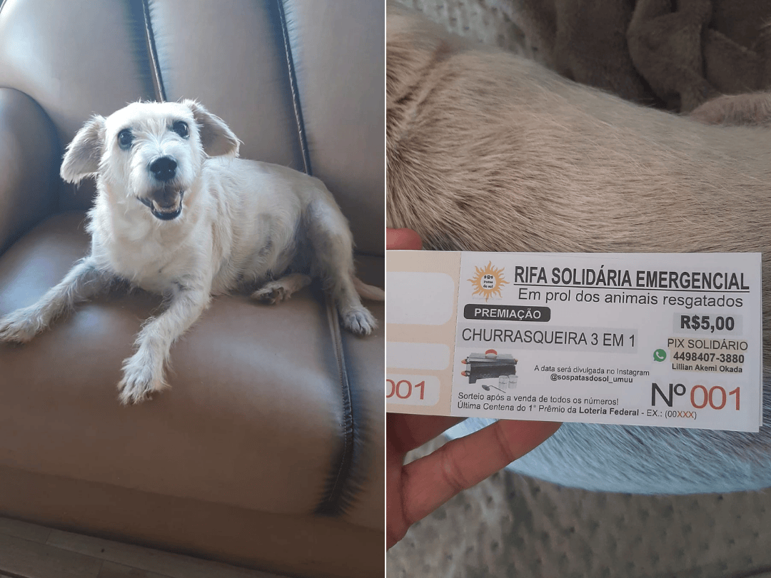 Protetora faz apelo para fechar rifas emergenciais e adoção de animais resgatados