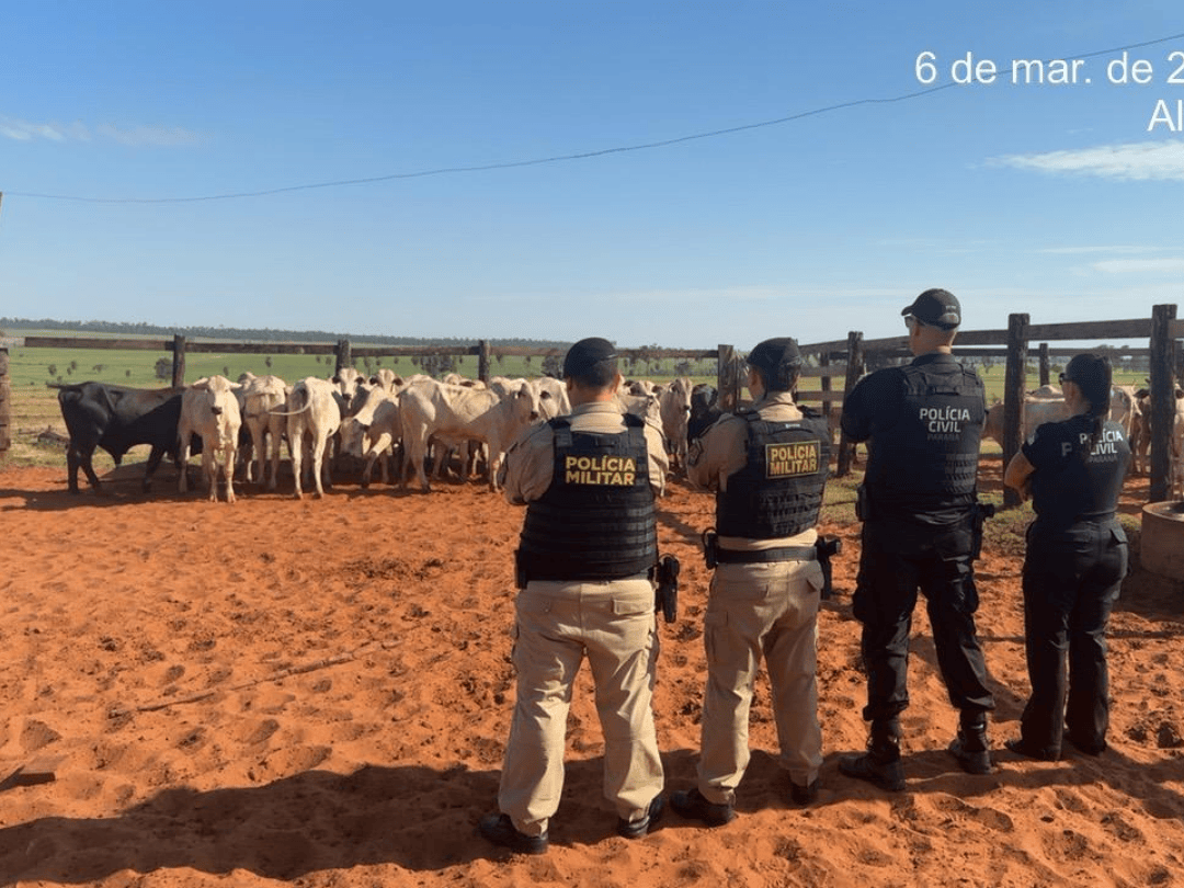 Gado furtado em propriedade rural de Icaraíma é localizado em Alto Paraíso
