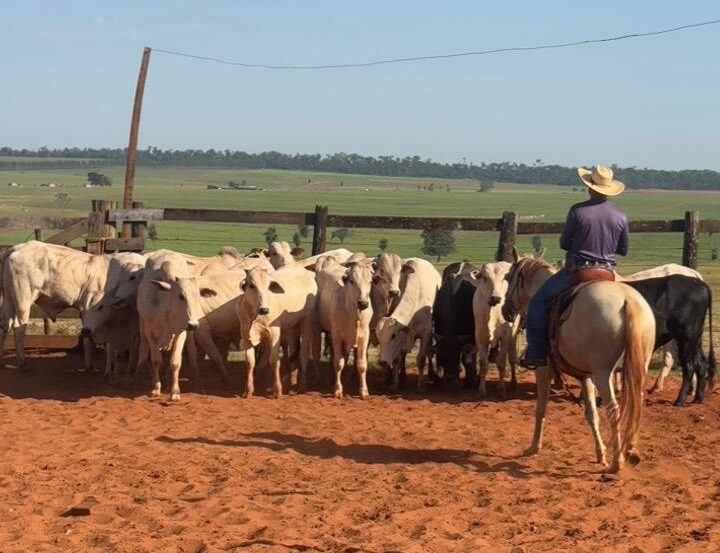Jornal Ilustrado - Gado furtado em propriedade rural de Icaraíma é localizado em Alto Paraíso