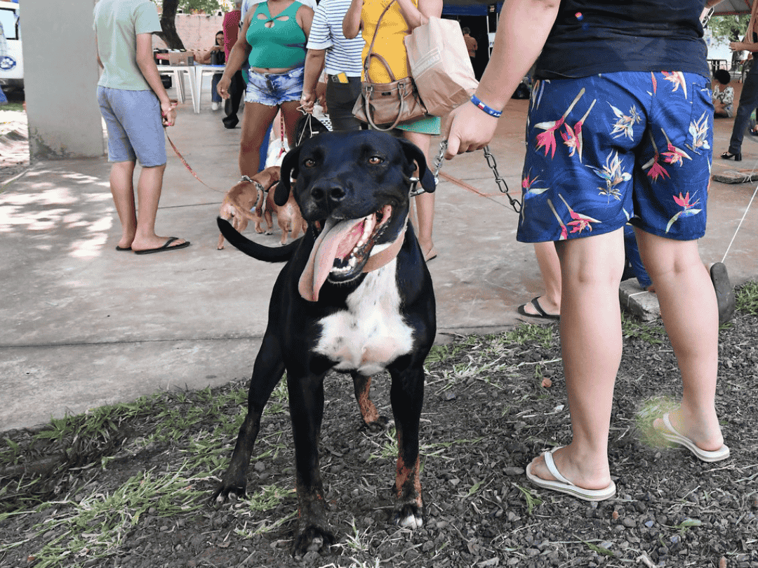 Cães poderão ser vacinados gratuitamente contra raiva em Umuarama; saiba como