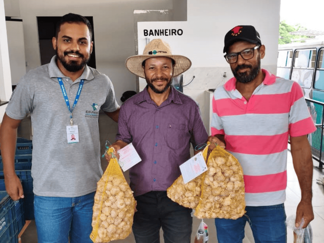 Com apoio técnico, Umuarama busca retomar protagonismo no cultivo de alho