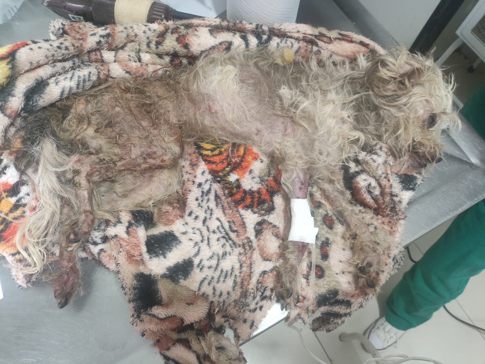 Jornal Ilustrado - O grande jornal do Noroeste do Paraná Jornal Ilustrado - Cachorro à beira da morte, vítima de maus-tratos é resgatado após denúncias em Umuarama