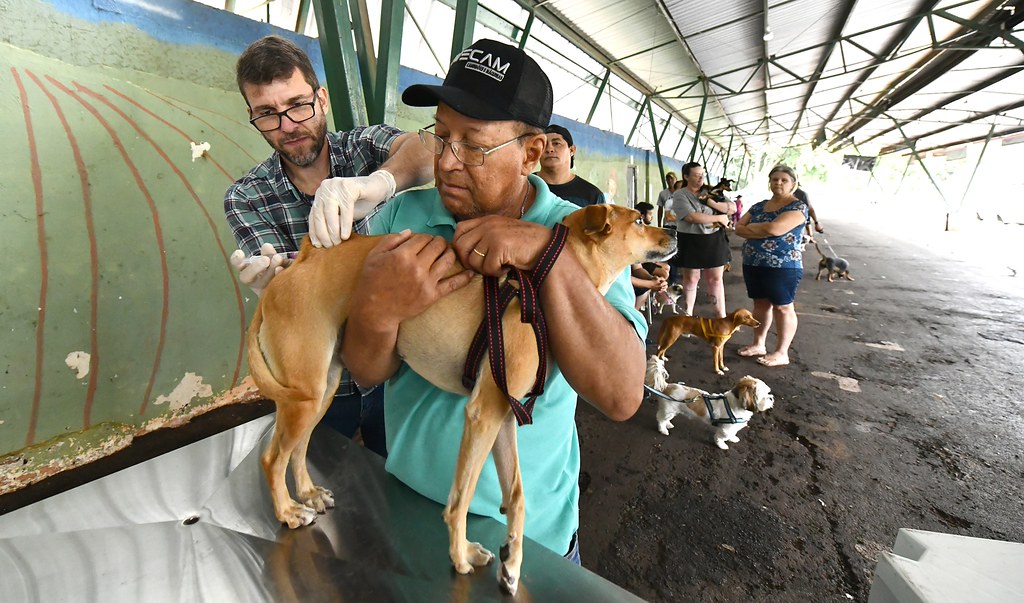 Jornal Ilustrado - O grande jornal do Noroeste do Paraná Jornal Ilustrado - Prefeitura doa 300 vacinas contra raiva para cães acolhidos pela Saau