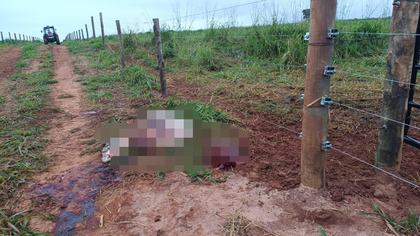 Criminosos abatem boi e levam quase toda a carcaça em Maria Helena