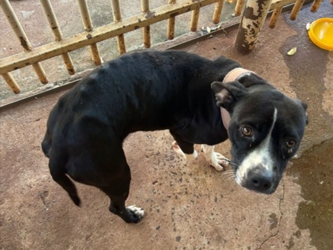 Cachorro amarrado, sem água e comida é resgatado em Ivaté