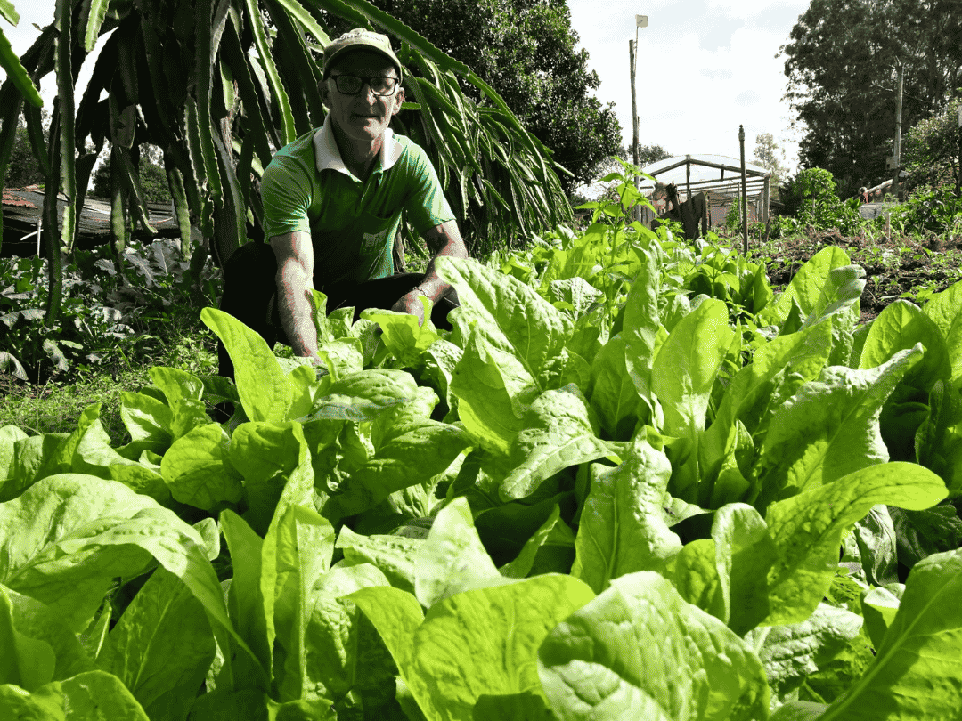 Agricultura orgânica ganha espaço entre produtores rurais de Umuarama