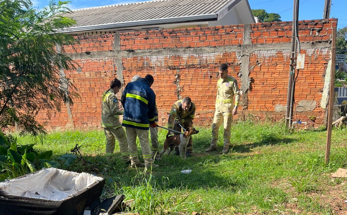 Cachorro solto em avenida ataca pessoas no Jardim Aratimbó. Idosa fica ferida