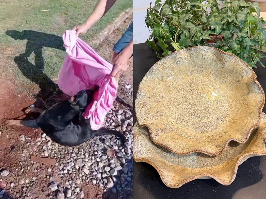 Cachorrinha atropelada em Umuarama fica tetraplégica e ONG pede ajuda para custear cirurgia