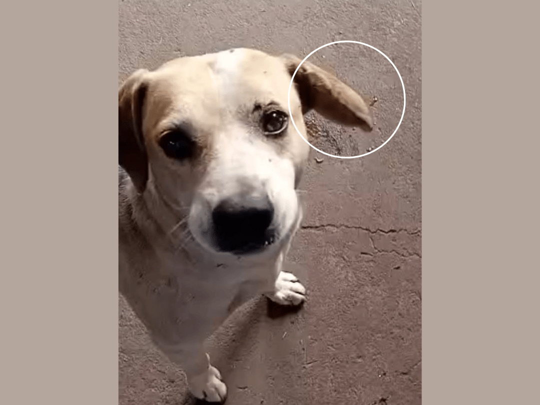Jornal Ilustrado - Branquinho, cachorro comunitário, pode ter infecção generalizada se não for operado