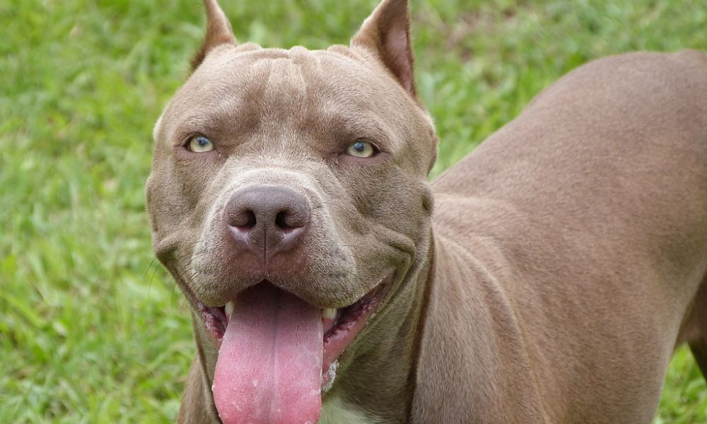 Jornal Ilustrado - Pitbull escapa de residência, ataca e mata cão de vizinho no Jardim Arco-Íris em Umuarama